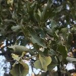 Combretum imberbe Fruit