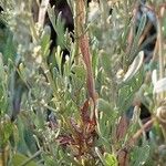 Artemisia caerulescens Hoja