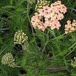 Achillea distans Flor