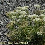 Ligusticum ferulaceum Habitat