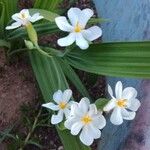 Eleutherine bulbosa Flor