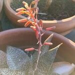 Aloe deltoideodonta Blomst