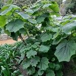 Roldana petasitis Hoja
