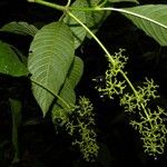 Psychotria berteroana ശീലം