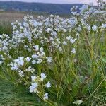 Cochlearia anglica आदत