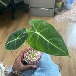 Alocasia micholitziana Blad