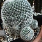 Mammillaria hahniana Hàbitat