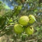 Gomphocarpus physocarpusFuelha