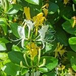 Lonicera japonica Flower