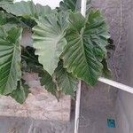 Philodendron subincisum Leaf