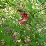 Weigela subsessilis Blomma