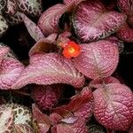 Episcia cupreata ᱥᱟᱠᱟᱢ