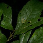 Sloanea guianensis List