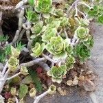 Aeonium balsamiferum 叶