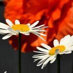 Leucanthemum vulgare Квітка