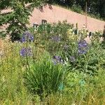 Agapanthus campanulatus Foglia