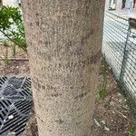 Handroanthus heptaphyllus പുറംതൊലി