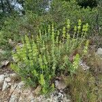 Sideritis fruticulosa Plante entière