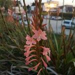 Watsonia meriana花