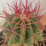 Ferocactus pilosus Ліст