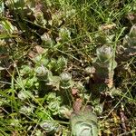 Hypericum elodes Feuille