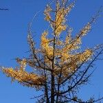 Ginkgo biloba Habit
