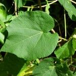 Dombeya acutangula Folio