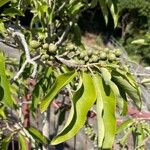 Alphitonia excelsa Fruit