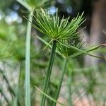 Cyperus prolifer Çiçek