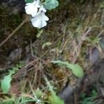 Stachys corsica Flower
