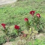 Celosia argentea Агульны выгляд