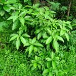 Ficus hispida ശീലം