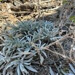 Phacelia hastata Folha