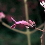 Fridericia fanshawei Flor