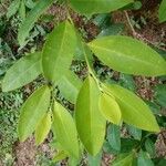 Erythroxylum coca পাতা