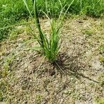 Pampas trava (Cortaderia selloana)Deilen