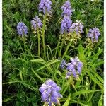 Muscari botryoides Floare