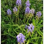 Muscari botryoides Çiçek