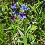 Buglossoides purpurocaeruleaFlower