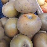 Malus domestica ᱡᱚ