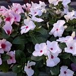 Catharanthus roseus Flower