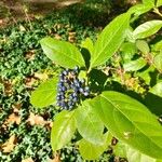 Viburnum tinusFruit