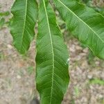 Quercus imbricaria List