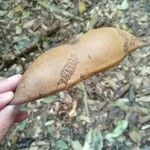 Castanospermum australe Fruct