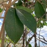 Mansoa alliacea Leaf