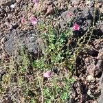 Diascia barberae Habitatea