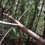 Pandanus purpurascens Corteza