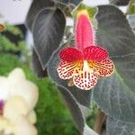 Kohleria amabilis Květ