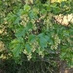 Toxicodendron diversilobum Hostoa