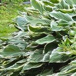 Hosta ventricosa Blatt